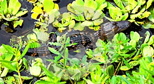 A baby alligator swimming in a small Florida swamp.