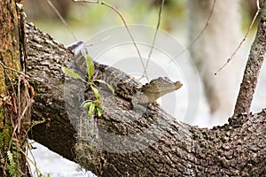 Baby alligator on tree