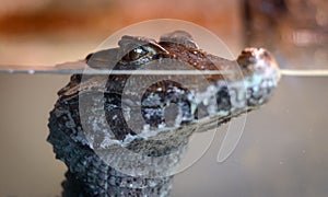 Baby Alligator Under Water