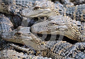 Baby alligators