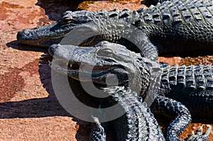 Baby alligators