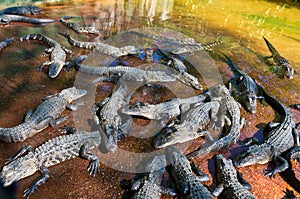 Baby alligators