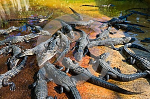 Baby alligators