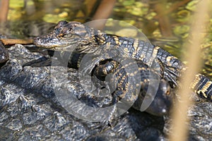 Baby Alligators in Everglades National Park