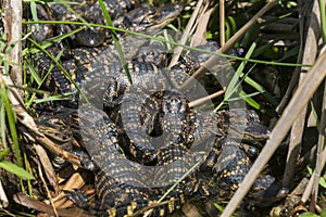 Baby Alligators in Everglades National Park