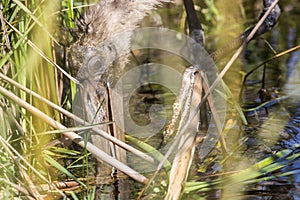 Baby Alligators in Everglades National Park