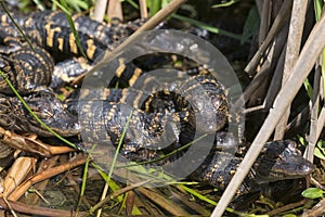 Baby Alligators in Everglades National Park