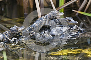 Baby Alligators in Everglades National Park