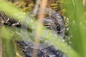 Baby Alligators in Everglades National Park