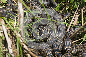 Baby Alligators in Everglades National Park