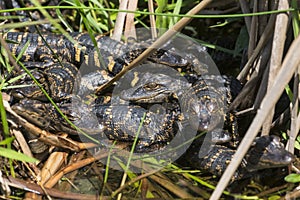 Baby Alligators in Everglades National Park