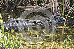 Baby Alligators in Everglades National Park