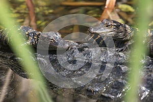 Baby Alligators in Everglades National Park