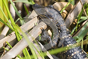 Baby Alligators in Everglades National Park