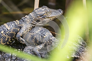 Baby Alligators in Everglades National Park