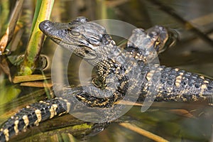 Baby Alligators in Everglades National Park