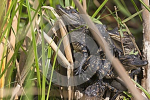 Baby Alligators in Everglades National Park