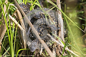 Baby Alligators in Everglades National Park