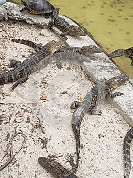 Baby Alligators Florida