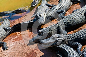 Baby alligators