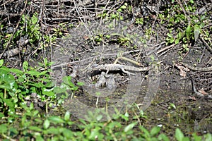 The baby alligators play within a few feet of their mother