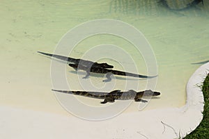 Baby alligators in a pool in Florida