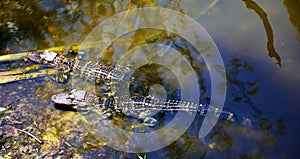 Baby Alligators resting in an Everglades pond along Monroe Junction