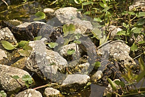 Baby alligators sunning on rocksat Orlando Wetlands Park photo