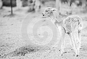 Baby Alpaca, also called Cria. Black and White. photo