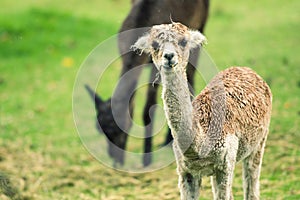 Baby Alpaca, also called Cria photo