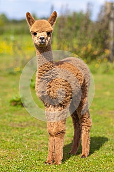 Baby Alpaca Brown