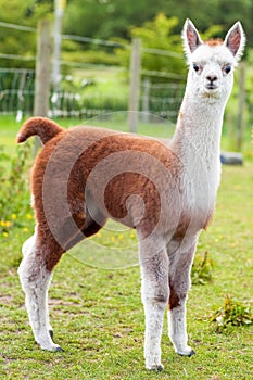 Baby Alpaca Brown and White