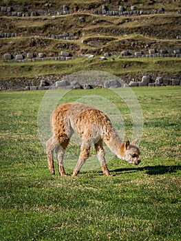 A baby alpaca is called a cria photo