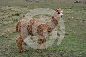 Baby Alpaca in Peru.