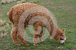 Baby Alpaca in Peru.