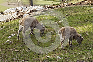 Baby Alpine ibex