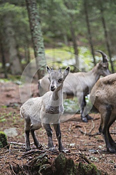 Baby alpine ibex with the herd