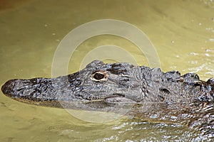 Baby American Alligator