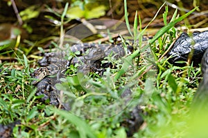 Baby American Alligator Alligator mississippiensis