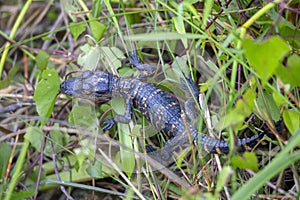 Baby American alligator Alligator mississippiensis