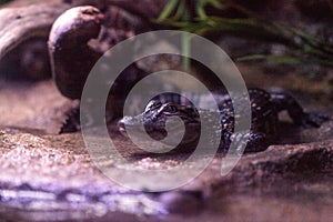 Baby American alligator also called Alligator mississippiensis