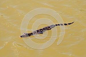 Baby American Alligator, Everglades National Park.