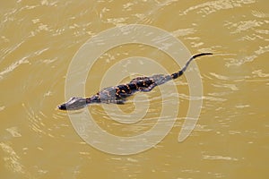 Baby American Alligator, Everglades National Park.