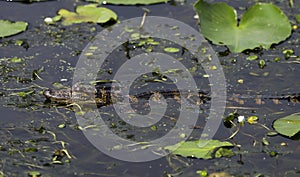 Baby American Alligator, Okefenokee Swamp National Wildlife Refuge