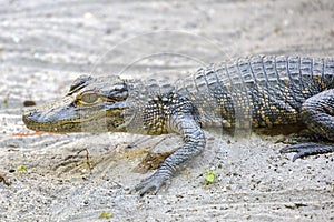 Baby Alligator On The Sand