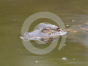 Baby American Alligator Swimming in Olive Green Water