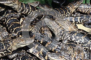 Baby American Alligators