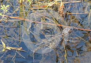 Baby American Alligators hunting their first live food in a Florida swamp. photo