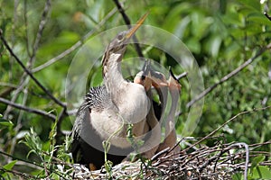 Baby American Anhingas Begging for Food