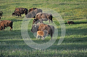 Baby american bison buffalo nursing